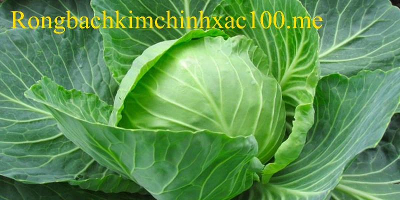 Ý nghĩa tài lộc khi chiêm bao nhìn thấy bắp cải
