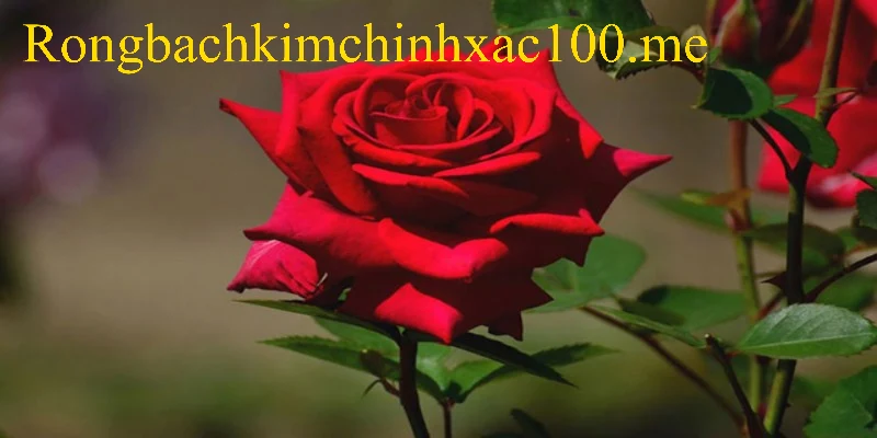 Điềm báo may mắn ẩn chứa khi chiêm bao thấy bông hoa