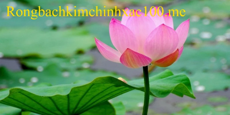 Thông điệp cùng con số tài lộc khi mộng thấy bông sen