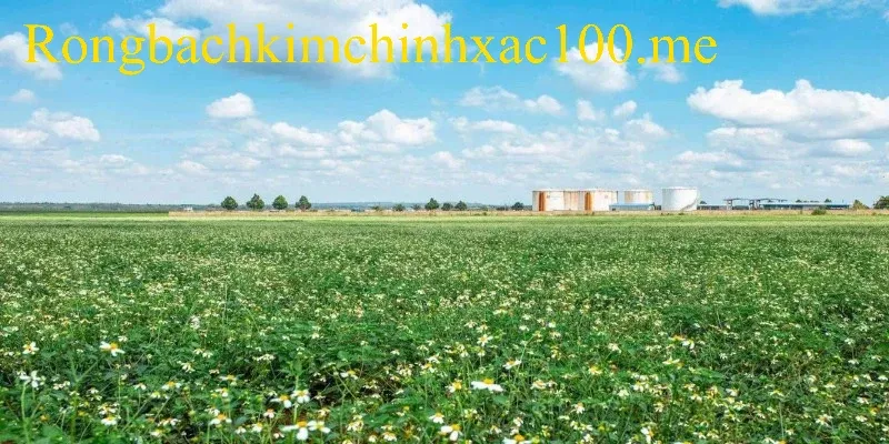 Thông điệp và con số tài lộc khi chiêm bao bụi cây