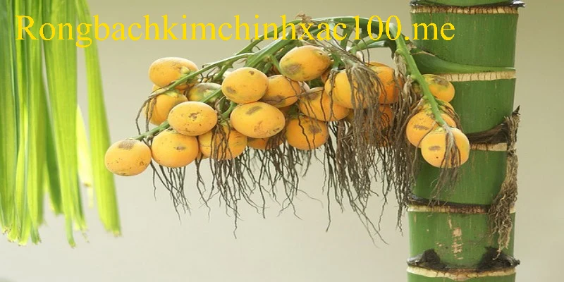 Các thông điệp liên quan khi mộng thấy buồng cau