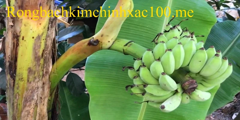 Buồng chuối trong mơ thường mang đến sự sung túc
