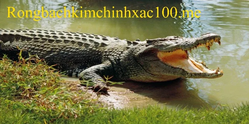 Giải mã điềm báo cụ thể của giấc chiêm bao cá sấu