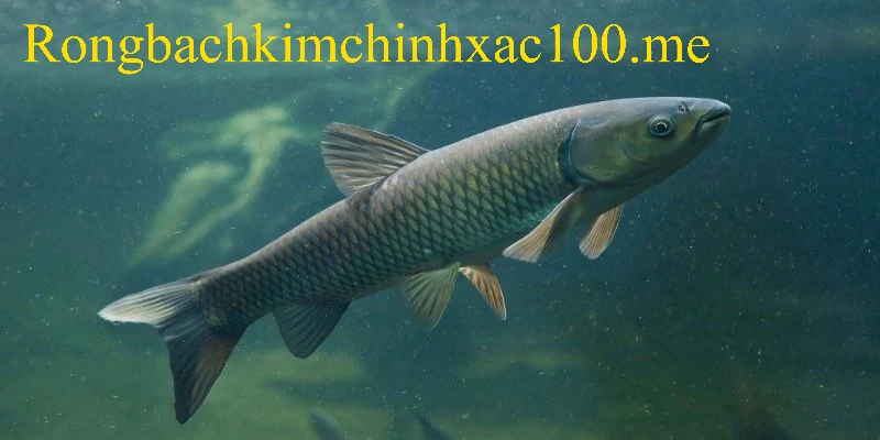 Thông điệp tài lộc ẩn chứa trong giấc mộng thấy cá trắm